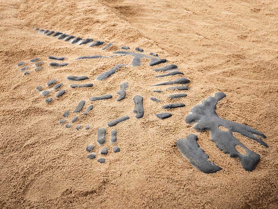 Dino-Skelett im Sand